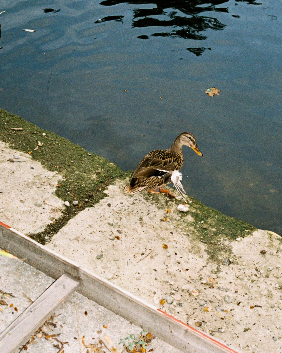 African Quarter Berlin for King Kong Garcon