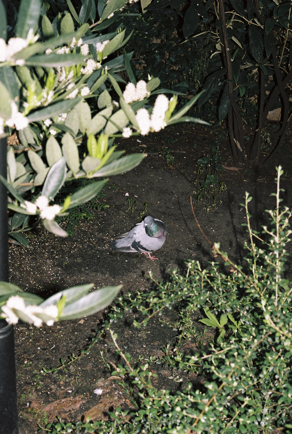 Biodiversity for Autre Magazine