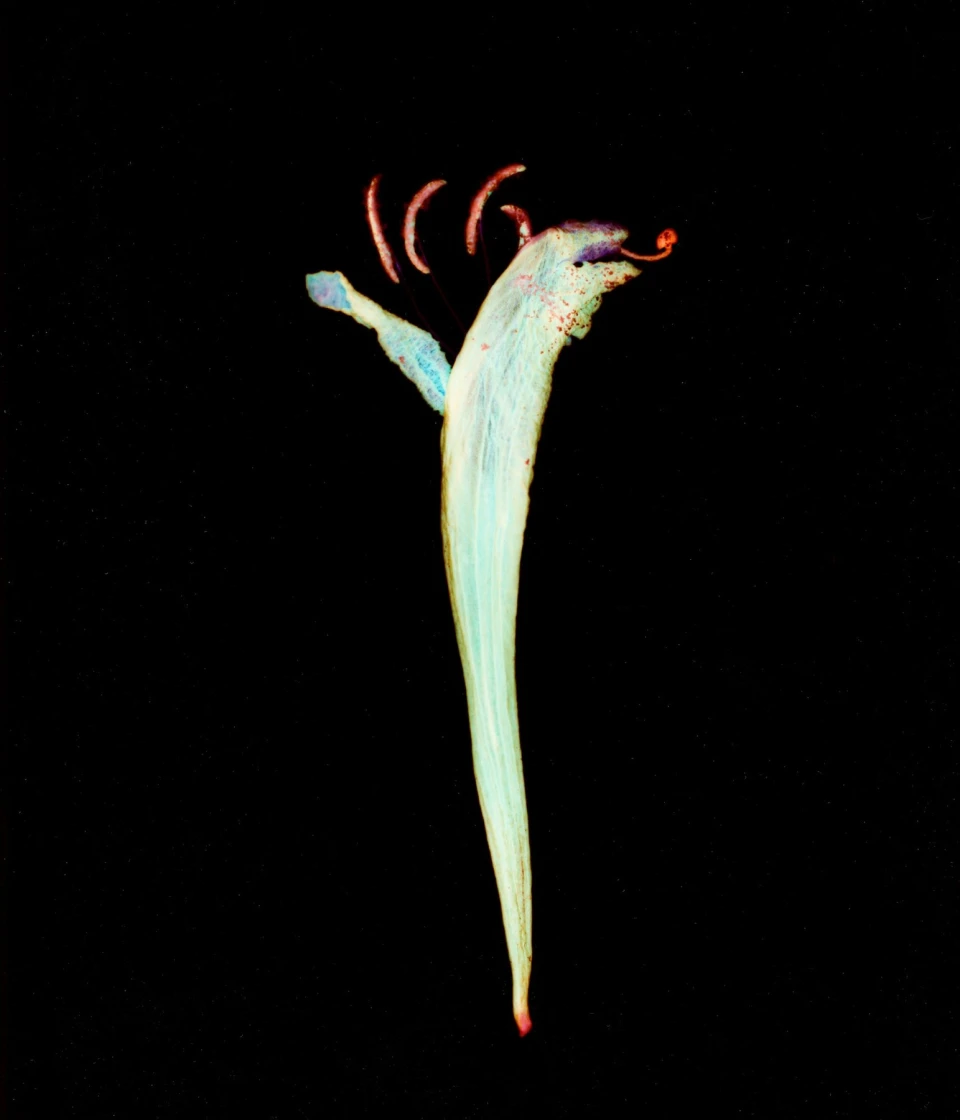 Biodiversity for Autre Magazine