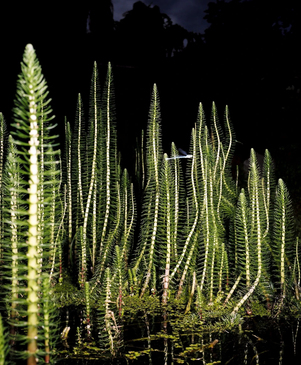 Biodiversity for Autre Magazine