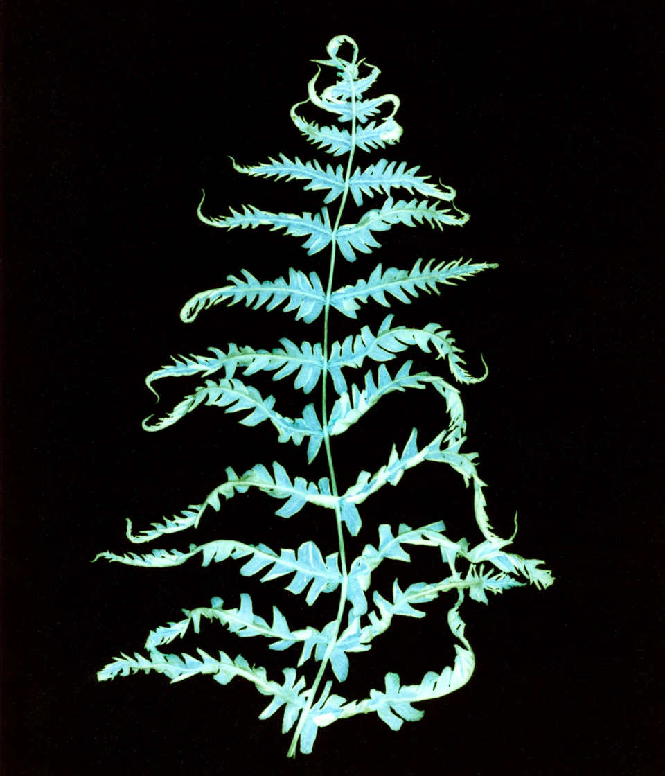 Biodiversity for Autre Magazine