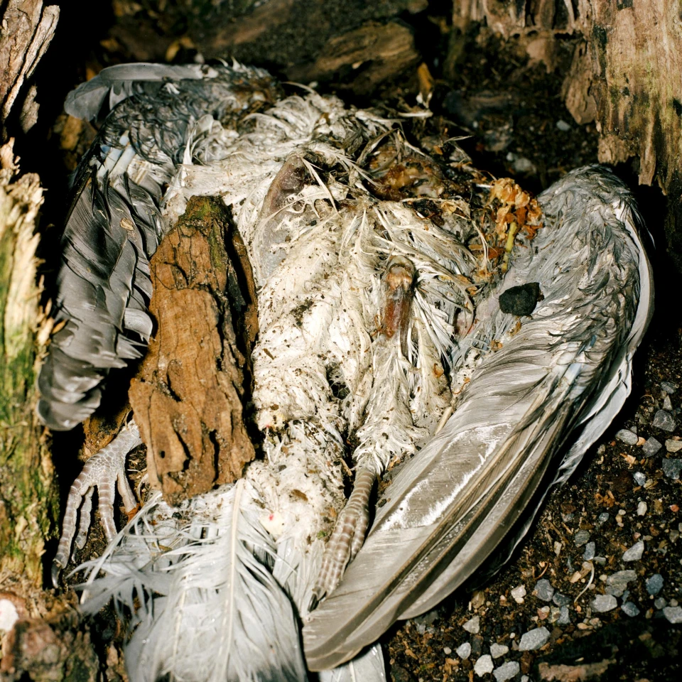 Biodiversity for Autre Magazine