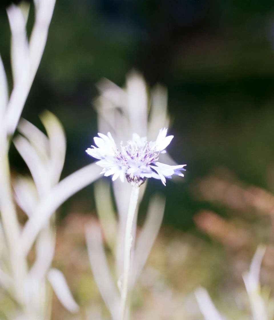 Biodiversity for Autre Magazine