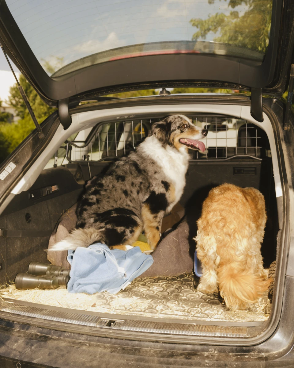 Gut & Bösel for DBmobil