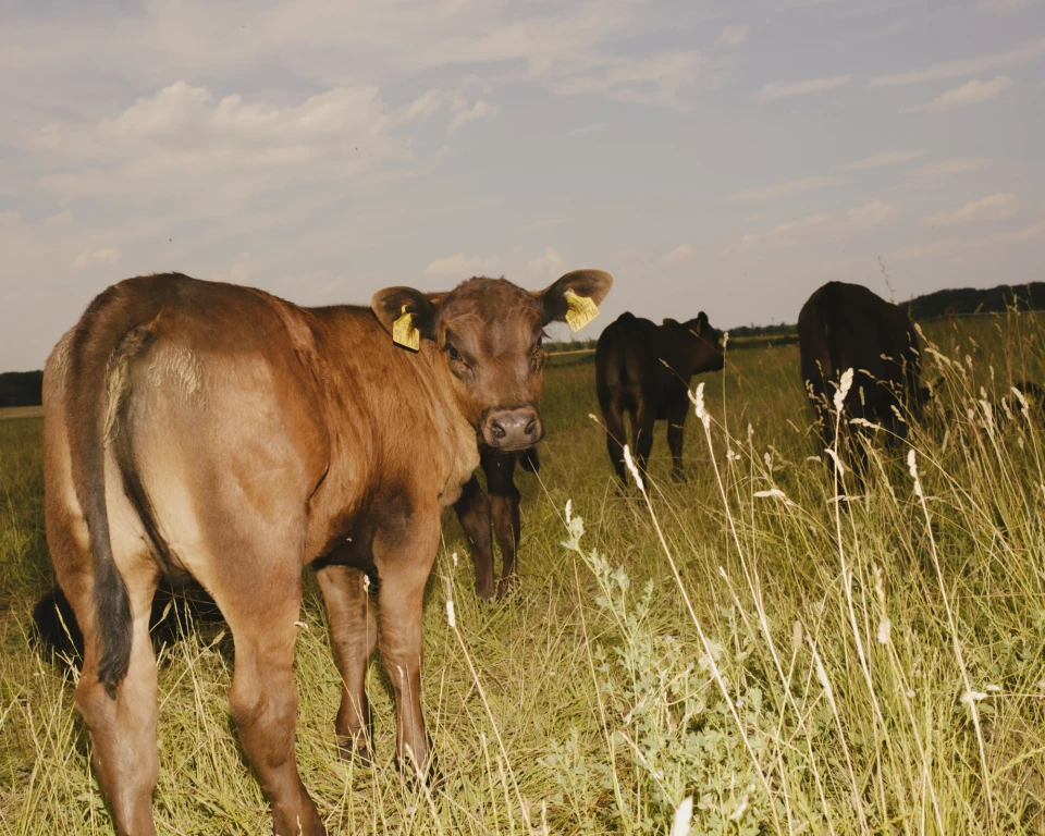 Gut & Bösel for DBmobil