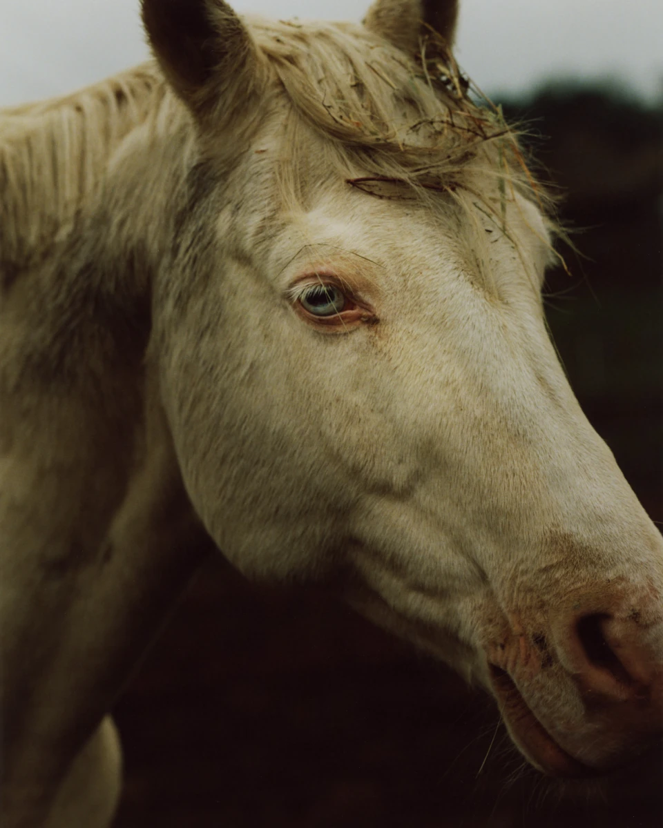 Horse Hiking for Die ZEIT