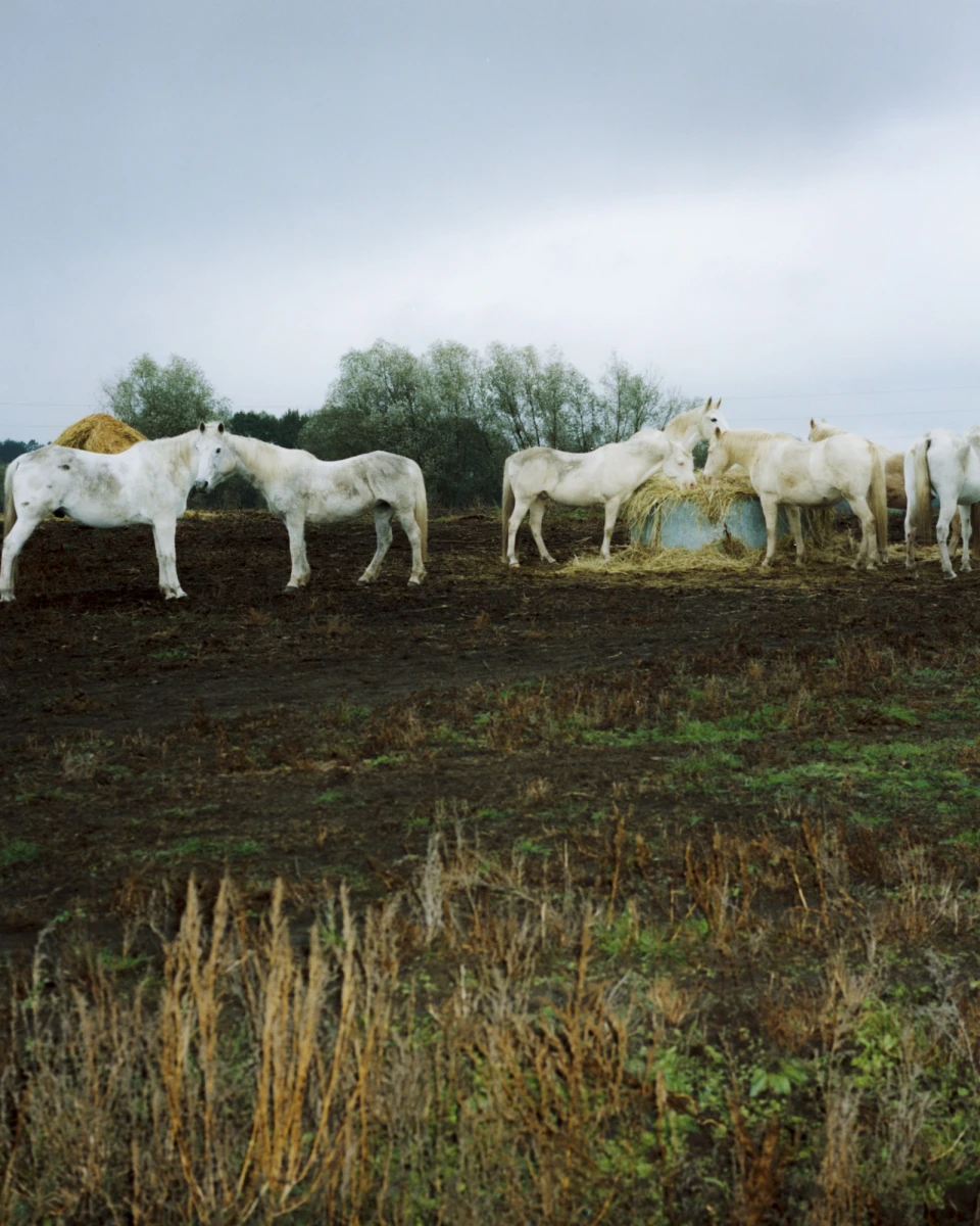 Horse Hiking for Die ZEIT