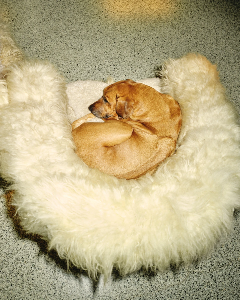 Wolfgang Joop for ZEIT Magazin